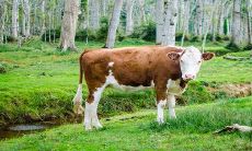 73属牛女2022犯桃花运吗 有哪些化解方法