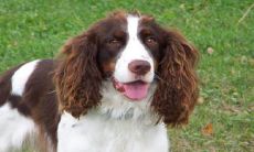 1994年属狗2022年结婚好不好 有哪些注意事项