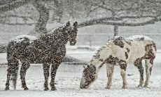1978属马44岁怎么破灾转运 2022年会遇到哪些劫难