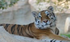 98年属虎女早婚还是晚婚 最佳结婚年龄