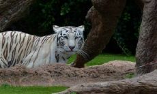 86年属虎女2022适合佩戴什么 生肖虎的终身吉祥物