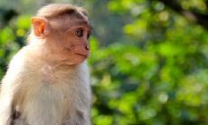 属猴女的靠山是谁呢 命中注定的贵人