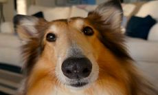 1970年属狗人永远最旺的颜色 适不适合戴玉