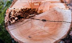 2022属羊的今年多少岁 生肖年龄表