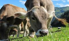 属牛哪日出生是上等之命 吉时有哪些时辰