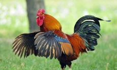 2005年出生的属鸡男2021年下半年运势详解 16岁属鸡运程状况