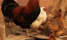 2021年属鸡女性的运气好不好