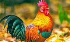 属鸡2021年幸运颜色与吉祥物是什么