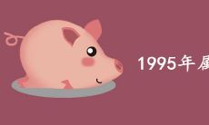 1995年属猪的是什么命