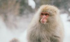 适合属猴人长期佩戴的吉祥物 旺猴的饰品