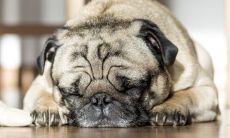 92猴男94狗女生什么属相宝宝合适