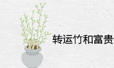 转运竹和富贵竹哪个风水更好招财