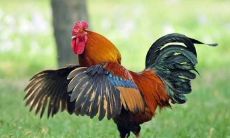 为什么说十鸡九苦是什么意思