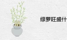 绿萝旺盛什么兆头 是旺财旺风水的象征吗