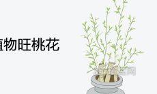 单身养什么植物旺桃花 催旺姻缘的盆栽