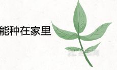 美人蕉为什么不能种在家里 有哪些风水讲究