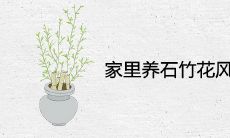 家里养石竹花风水寓意好不好 可以旺财吗