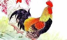 生肖属鸡人2021年有添丁之喜吗