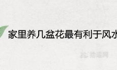 家里养几盆花最有利于风水旺财又旺宅