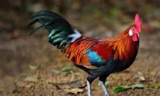 1969年出生的属鸡女的命运 命中贵人生肖是谁