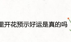 家里开花预示好运是真的吗 代表什么兆头