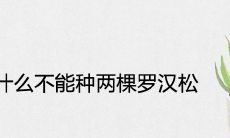 为什么不能种两棵罗汉松
