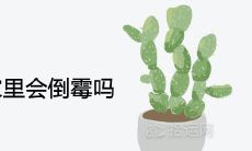 无花果种家里会倒霉吗 可以种在屋后吗