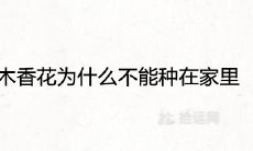 木香花为什么不能种在家里 寓意不吉祥吗