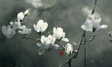 2023黑兔年是什么意思 2023黑兔年适合生宝宝吗