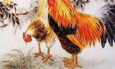 生肖属鸡有哪些最令人讨厌的性格特征