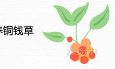 什么人不适合养铜钱草风水不好