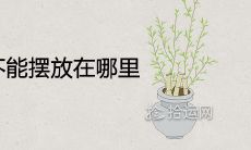 风水上绣球花不能摆放在哪里 忌讳放在家里吗