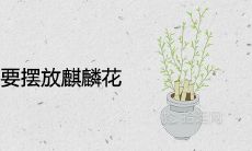 哪些人不要摆放麒麟花