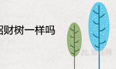 发财树和招财树一样吗 哪个风水寓意好