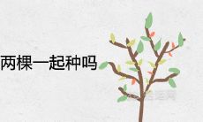 石榴树必须要两棵一起种吗 在风水上有什么讲究