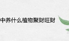 家中养什么植物聚财旺财 招财旺风水的镇宅绿植