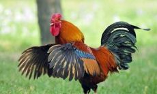 属鸡人2022年学业运势好吗 具体分析