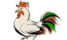 属鸡人一生容易因为什么而走衰运