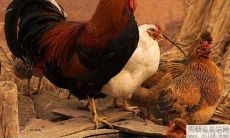 1969年的属鸡人2022年婚姻感情运势预测