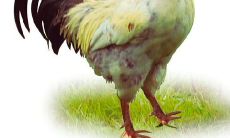 1993年属鸡多少岁结婚好 93年属鸡最佳结婚年龄