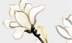 2023兔年正月初三出生的属兔男孩命好吗 运势平稳自尊心强