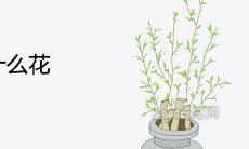 春节买什么花 代表什么