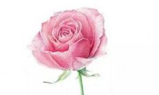 2023年1月5日出生的属兔男孩是什么命 逢凶化吉吃穿不愁