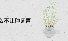 门口为什么不让种冬青 风水是吉是凶