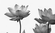 2023年正月初四出生的男宝宝八字命运查询 孝顺父母成就辉煌