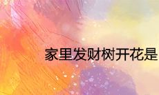 家里发财树开花是凶还是吉 代表着什么风水含义