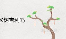 家里种罗汉松树吉利吗 风水寓意好不好