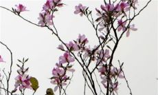 2023年1月6日出生的男宝宝命好吗 中年转运一帆风顺