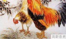 属鸡人2022年正财运发展好吗 具体分析