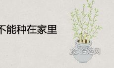 紫薇为什么不能种在家里 代表着什么风水寓意